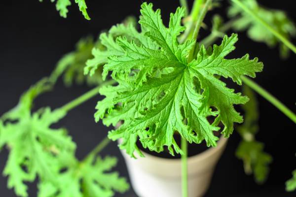 this citronella plant is touted for its mosquito repelling qualities