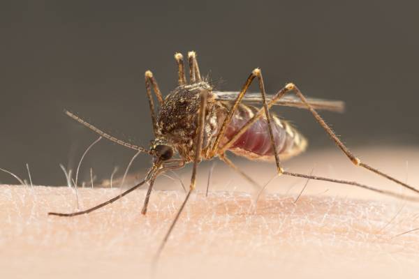 a mosquito bites a person, unlikely to result in disease transmission