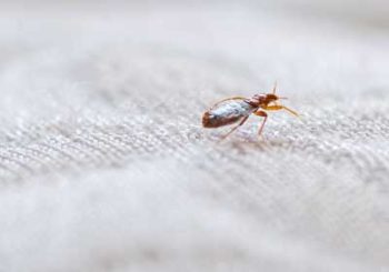 Bed bugs spreading rapidly in Central TN