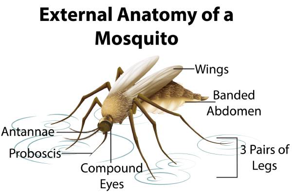 this diagram shows the common anatomical features shared by all mosquito species