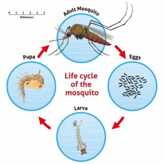 a chart that demonstrates the life cycle of a mosquito from eggs to larva to pupa and adult