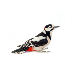Woodpecker identification in Central TN - The Bug Man