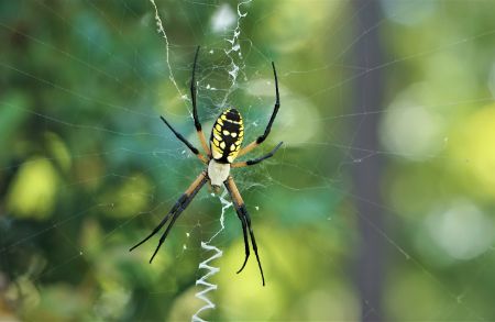 Writing spiders are most commonly found in gardens, bushes, and shrubs